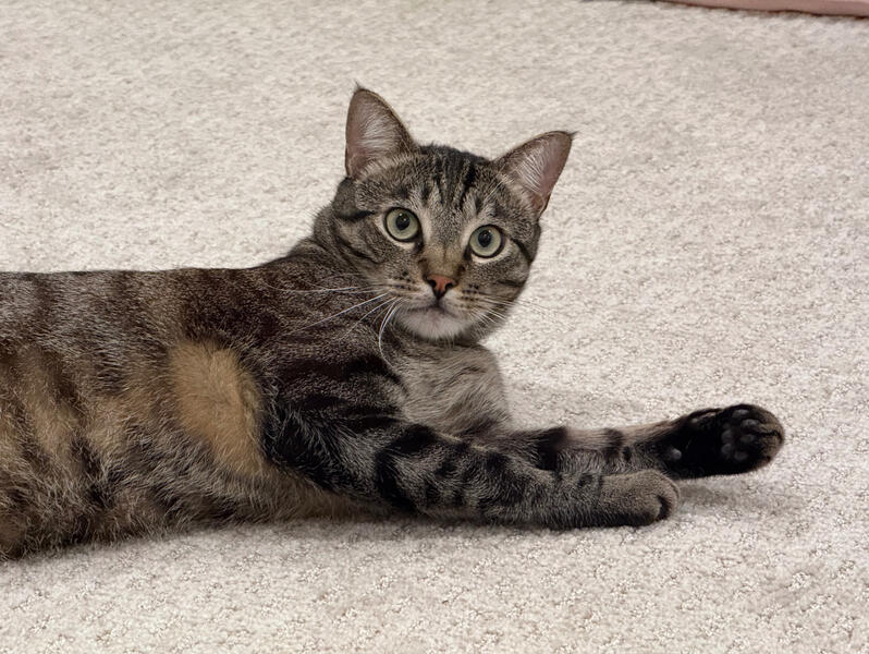 A gray tabby cat laying on a floor.